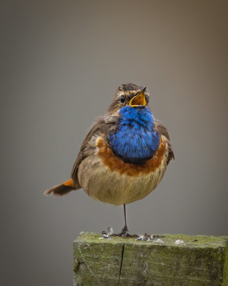 Blauwborst