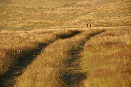 wind in het gras