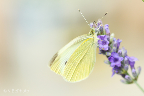 Vlinder in de lavendel