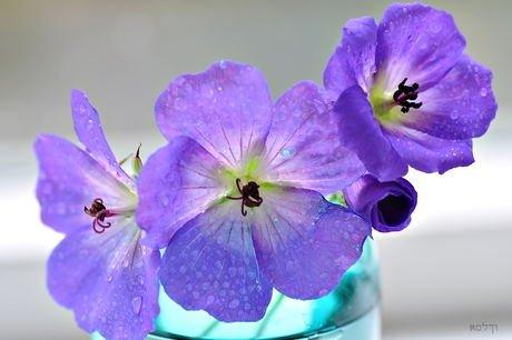 Geranium bloemen