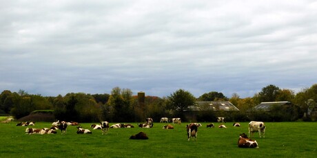 Koeien in de wei ...