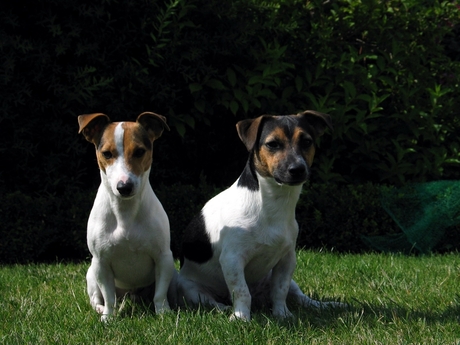 Balou en Mowgli zitten netjes