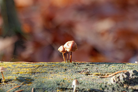 zwammetjes op een stam in stratum
