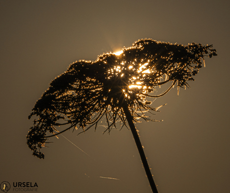 De laatste zonnestralen
