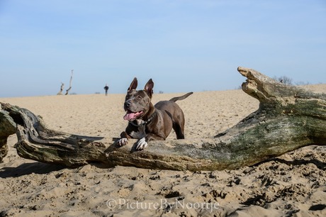 Loonse en drunense duinen