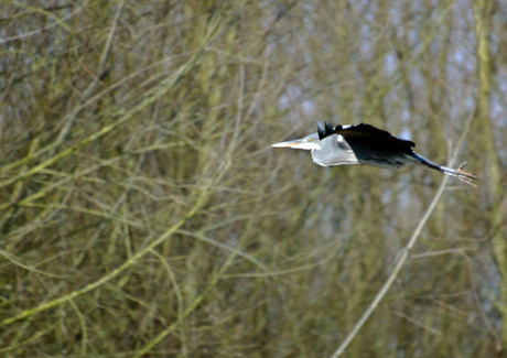 Reiger