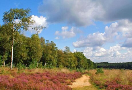 Heide bij Hoenderloo