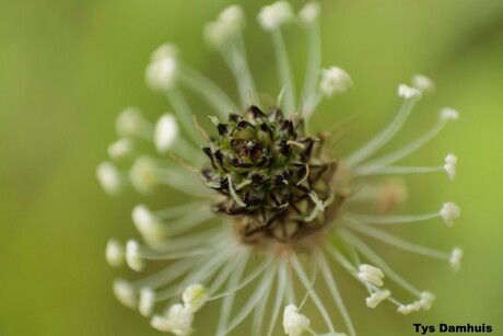 natuur Tys Damhuis (15)