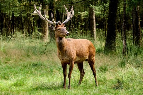 Edelhert