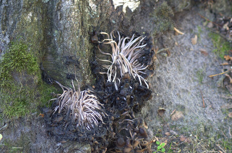 Sporen van paddestoelen
