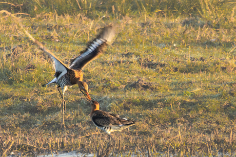 Grutto zoekt contact