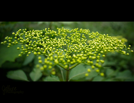 Bloemknopjes