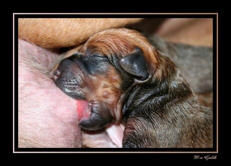 Ridgeback pupje