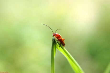 Oranje kevertje op grassriet