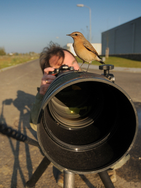 Zelfportret met tamme Tapuit