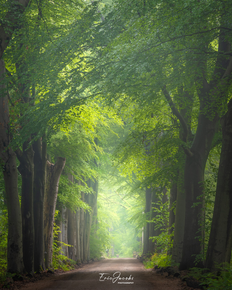 Het frisse groen