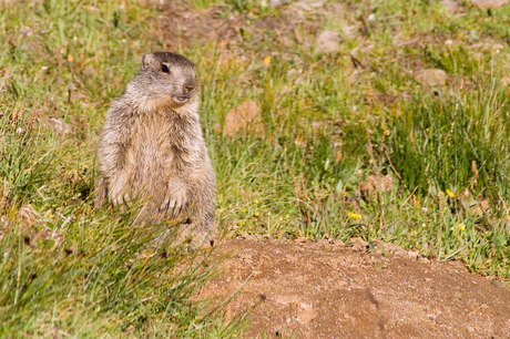 Alpenmarmot close up