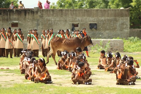 India, poor cow