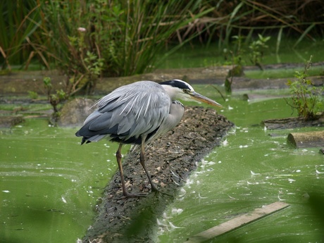 Reiger op pad