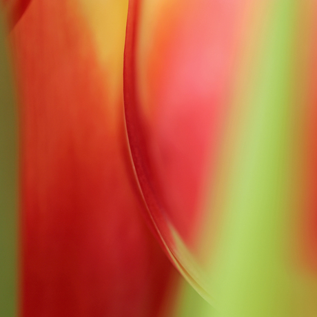 tulp abstract