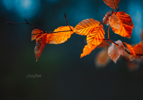 Even in winter, the light remembers how to stay.