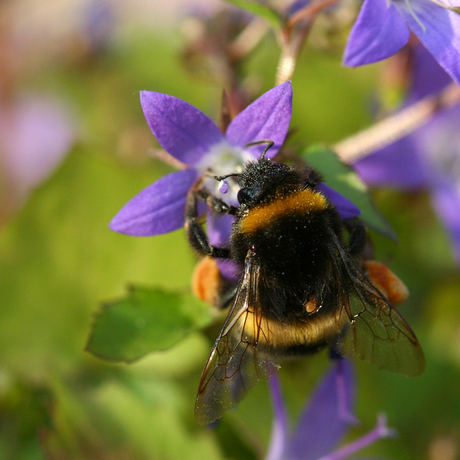 Hommel met vlo