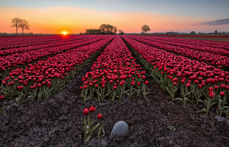 Tulpenveld 1
