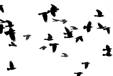 Kauwen in vlucht
