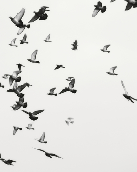 Duiven zwart wit contrast