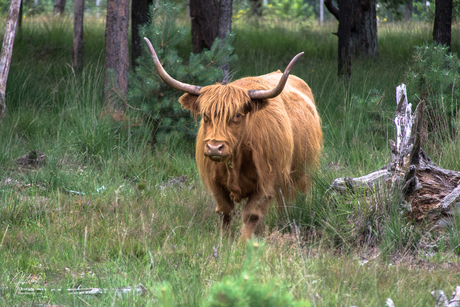 Veluwe Schotse Hooglander