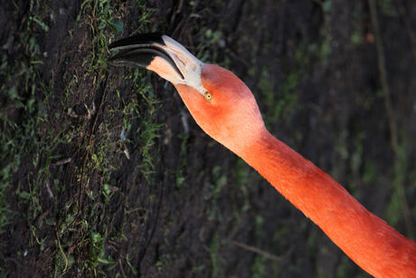 3- kop v. flamingo