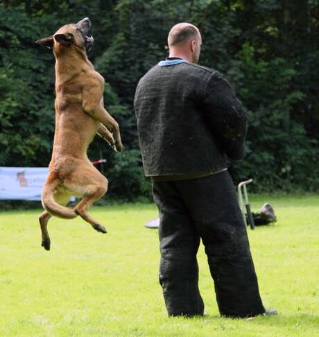 Politiehonden wedstrijd