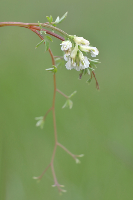 rankende helmbloem