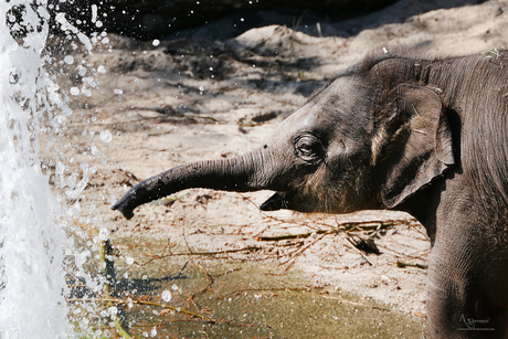 Genieten van het fonteintje