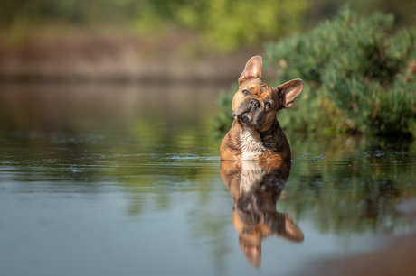 Reflectie