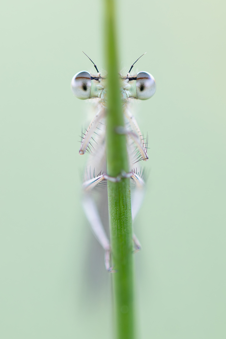 Hide and Seek