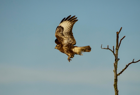 Buizerd