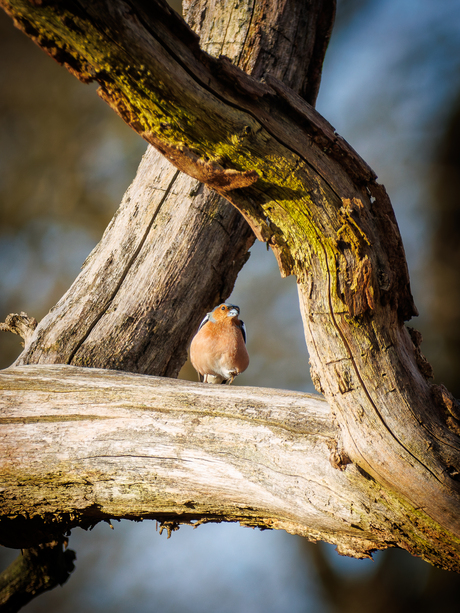 Vink