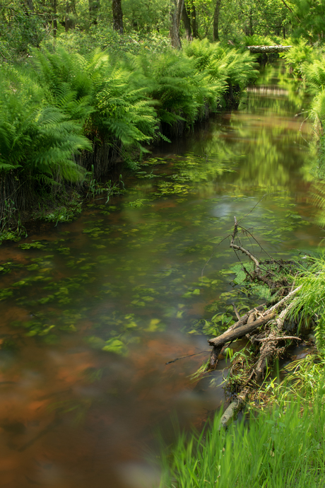 Rosep river