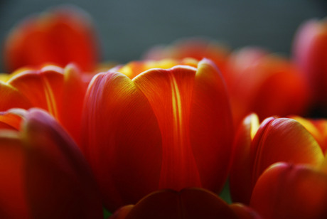 Macro Tulp 2