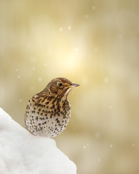 Koperwiek in de sneeuw