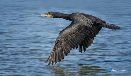 Aalscholver in de vlucht