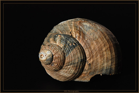 Noordzee schelpje