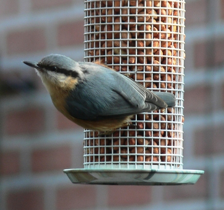 boomklever in de tuin