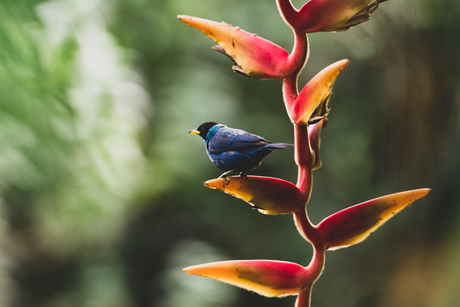 Vogel in botanische tuin Quindío