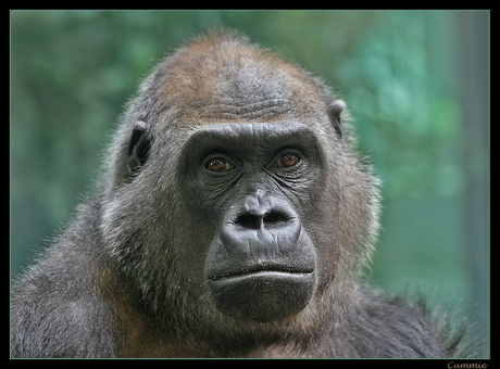 A Face behind Glass