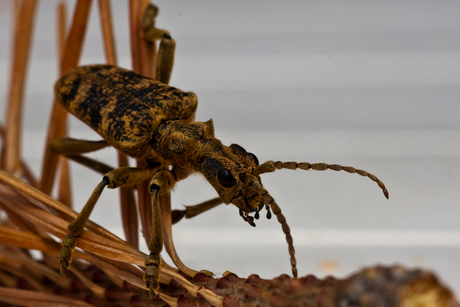 Rhagium mordax