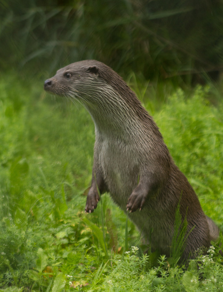 natuurpark lelystad