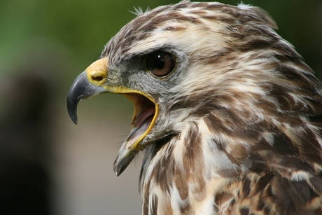 Roofvogel demonstratie