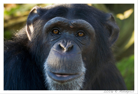 chimp